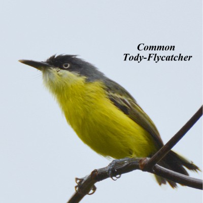 Common Tody-Flycatcher